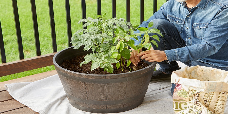 Simple Steps for Growing Greens, Herbs, and Potted Plants on Your Rooftop